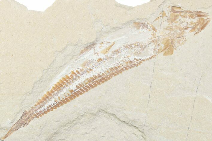 Cretaceous Viper Fish (Prionolepis) - Lebanon #376346